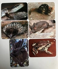 6 Australian Animal Connies Collectable Swap Cards Set Lot: Lizard Echidna Koala