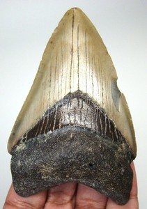 MEGALODON SHARK TOOTH REAL FOSSIL 3.29 INCHES - SHARK TEETH - NO RESTORATIONS