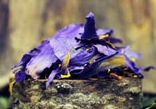 1 oz Blue Lotus Nymphaea Caerulea Shredded Flower Petals  Stamens Dried Herb