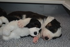 NEW Border Collie Plush Stuffed Animal Soft Dog Toy Kids Gift 8 Inch