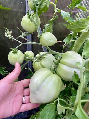 Semi Pomodoro Cuor Di Bue Gigante - 50 Semi Italiani Per Orto, Facili Da Coltivare E Ad Alta Resa - Foto 8