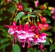 50pcs/bag Fuchsia Seeds Potted Flowers seeds,bonsai seeds.#4516