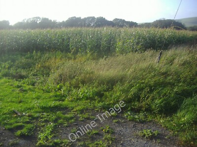 Photo 6x4 Maize field, Cobbe Place farm Beddingham  c2011