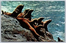 Postcard Sea Lions At The Sea Lion Caves On The Oregon Coast Oregon Unposted