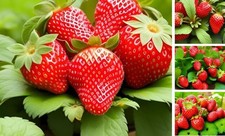 200 pcs Heirloom Strawberry Seeds - Perennial Non-GMO Outdoor Indoor Giant