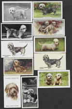 11 Different Vintage DANDIE DINMONT TERRIER Tobacco/Cigarette Dog Cards