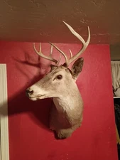 Antlers Whitetail Deer Head Shoulder Mount  Mule Elk Horn Rack Taxidermy Shed