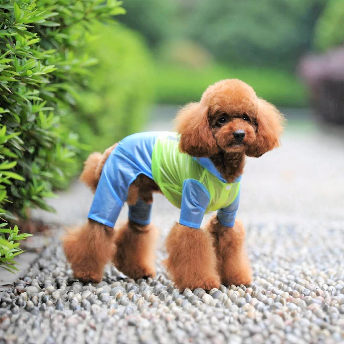 Ebay dog cheap raincoat