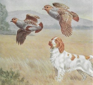 Brittany Spaniel #2 - CUSTOM MATTED - Vintage Color Dog Art Print