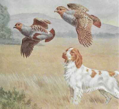 Brittany Spaniel #2 - CUSTOM MATTED - Vintage Color Dog Art Print