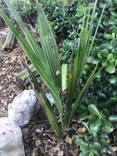 11 Jubaea chilensis 'Wine Palm'COLD HARDY Seeds