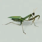 Vintage Murano Glass Praying Mantis Figurine Italian Art Glass Insect Sculpture