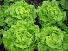 Tom Thumb Leaf Lettuce Seeds, Butterhead, Bibb, NON-GMO, Heirloom, FREE SHIPPING