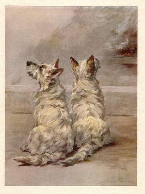 Antique West Highland White Terrier Print c1910 Maud Earl Art Illustration 6936n