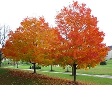 Sugar Maple (Acer saccharum Southern), 20 seeds