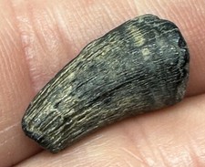 CROCODILE TOOTH FOSSIL MARYLAND RARE CRETACEOUS SPECIMEN not alligator broken