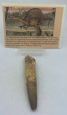 Spinosaurus Teeth Dinosaur F0SSIL Before T Rex Cretaceous K476