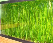20+ Italian Val (Vallisneria spiralis)