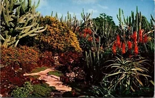 Moirs Pa U A Laka Gardens Koloa Kauai Hawaii Scenic Flowers Chrome Postcard