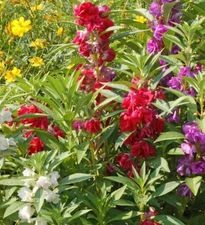 150+ Balsam Camillia Impaients Seeds **Fresh Seeds** ~~Free Shipping~~