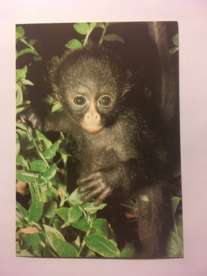Young Long Haired Spider Monkey Kilverstone Wildlife Park