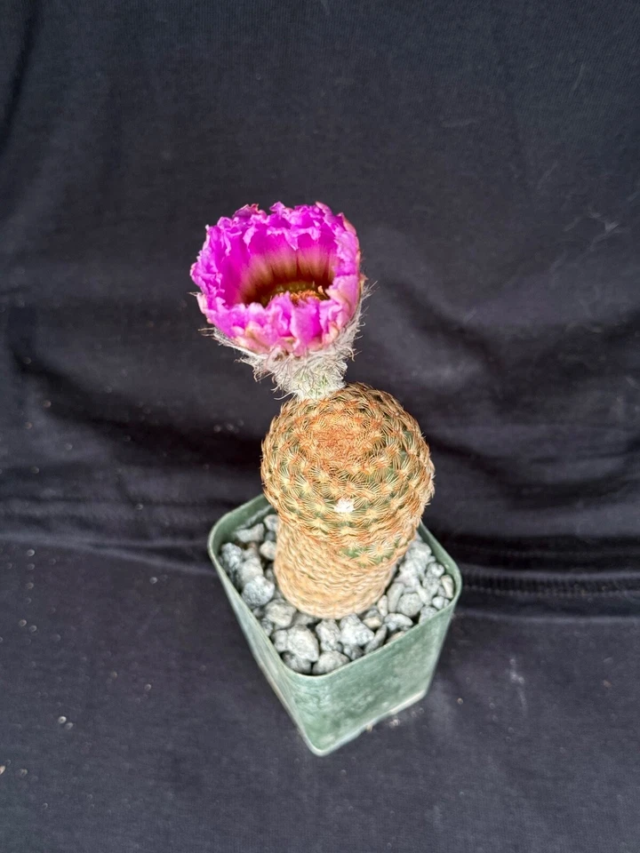 Echinocereus reichenbachii v. minor, cactus plant - Image 4 of 4