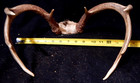 Deer Antler Rack Scull Cap 8 Point Lot F — photo 3