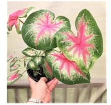 2ct Rosebud Caladium Bulb - Fancy Leaf Caladium
