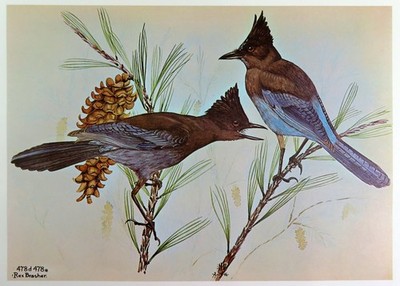 Rex Brasher Bird Print, Steller's Jay in White Pine Tree, 16x12 in.