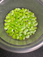 100 Giant Duckweed  FREE BONUS PLANT Aquarium Floating Plant