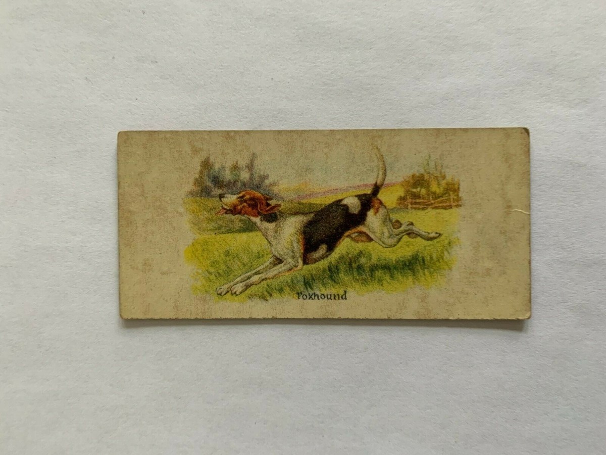 1929 Dog Pictures V13 #12 Foxhound - Rare & Vintage ! | eBay