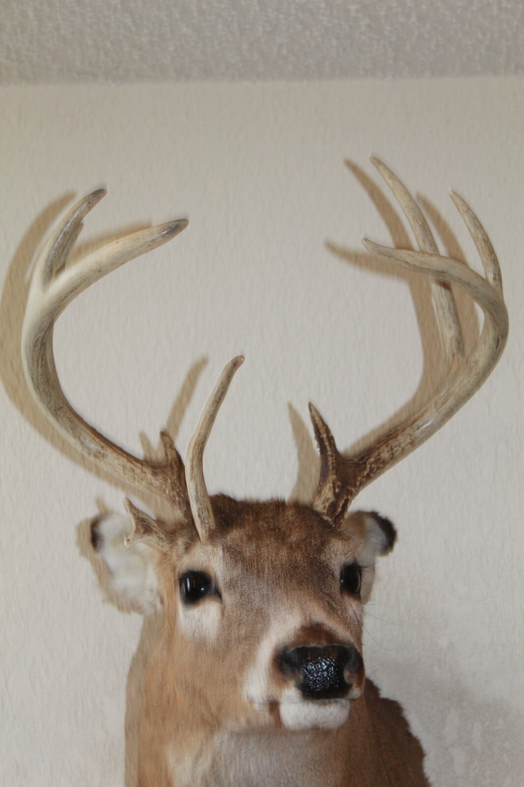 Freak Nontypical Whitetail Deer Head Shoulder Mount Taxidermy Cape Shed Antler