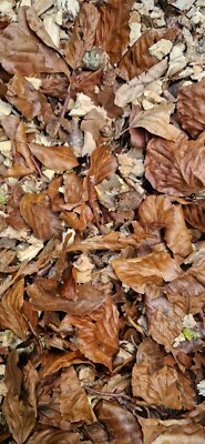 ALL THINGS NATURE 90G Soil Enrichment *NEW* leaf litter Mix Insect Isopod Millipede Wood Chips