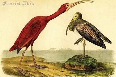 Scarlet Ibis John James Audubon Poster Print