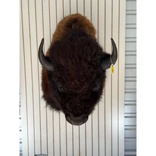 FHDAR354-massive Buffalo Taxidermy Shoulder mount Bull