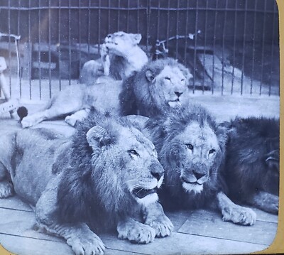 Caged Lions at Close Range, c1920's Magic Lantern Glass Slide