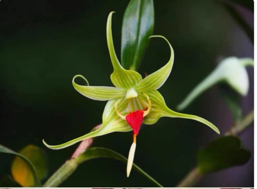Dendrobium tobaense Rare Species Orchid Sumatra Blooming Size Plant
Opens in a new window or tab