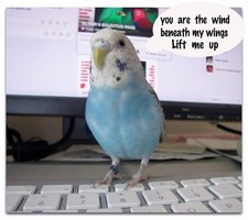 Veterinarian-Recommended Natural Bird Food - Balanced Nutrition Added Vitamins