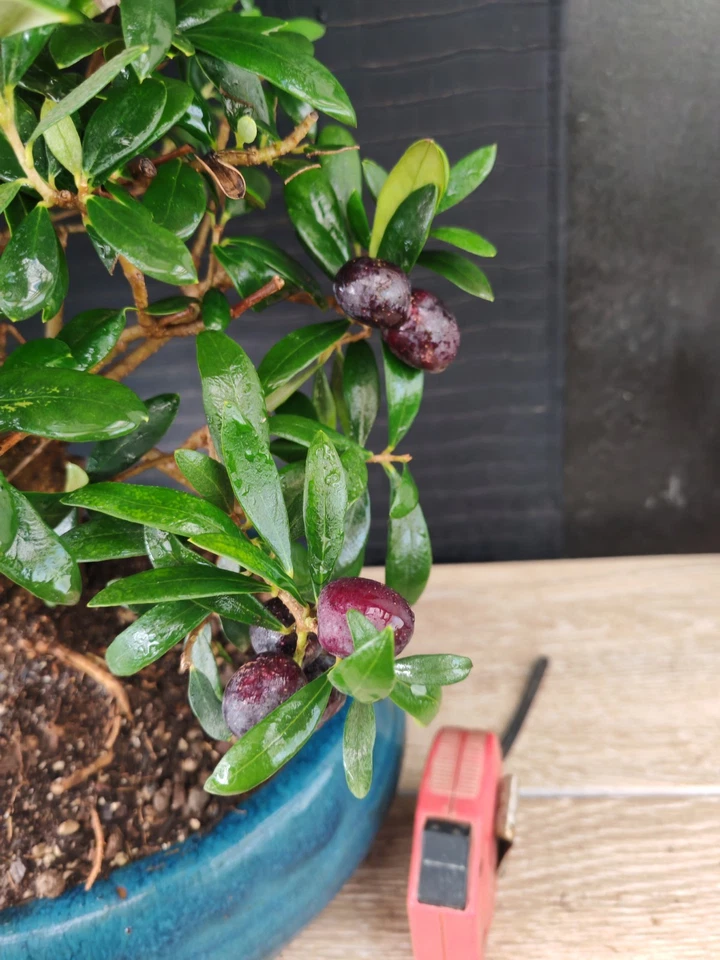 bonsai olivo h 59 cm visita il negozio - Immagine 3 di 4