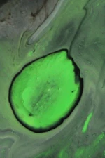 fine art photography,acrylic,abstract,prints.