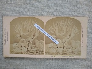 1860s SV of Coral & SEA SHELLS Still Life by BUELL & SEAVER of PITTSFIELD MA