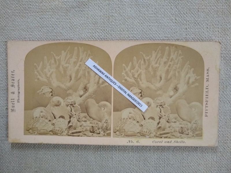 1860s SV of Coral & SEA SHELLS Still Life by BUELL & SEAVER of PITTSFIELD MA