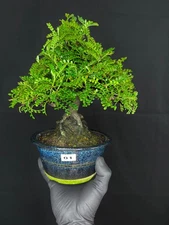 japanese Sansho black pepper bonsai tree