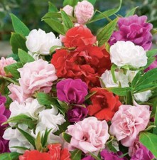40 x Impatienc Balsamina-Balsam “Camellia” Mix Double Seeds. NON GMO