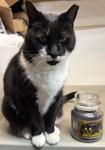 Yankee Candle Black Licorice Cat Label 14.5 oz Retired Used
