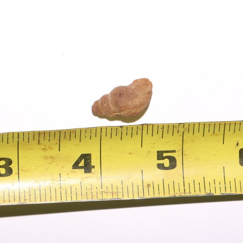 Gastropod Snail Fossil - Dinosaur Aged - Cretaceous Hell Creek Formation USA - 第 8/9 張圖片