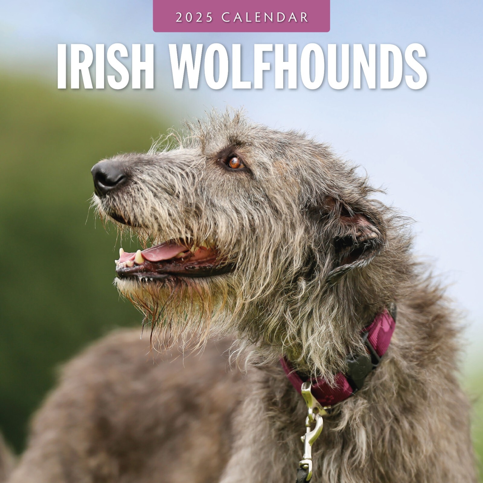 Irish Wolf Hounds 2025 Square Wall Calendar