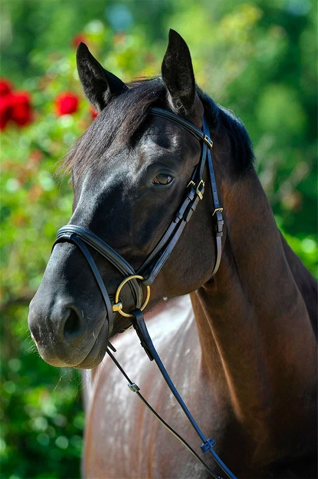 % Stübben Trensenzaum 1600 Imperial - UVP €159,00 -Reitsport NuddelHof - NH