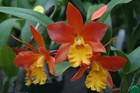 Blc. Lily Marie Almas `MGR' AM/AOS Cattleya Orchid Plant — photo 2