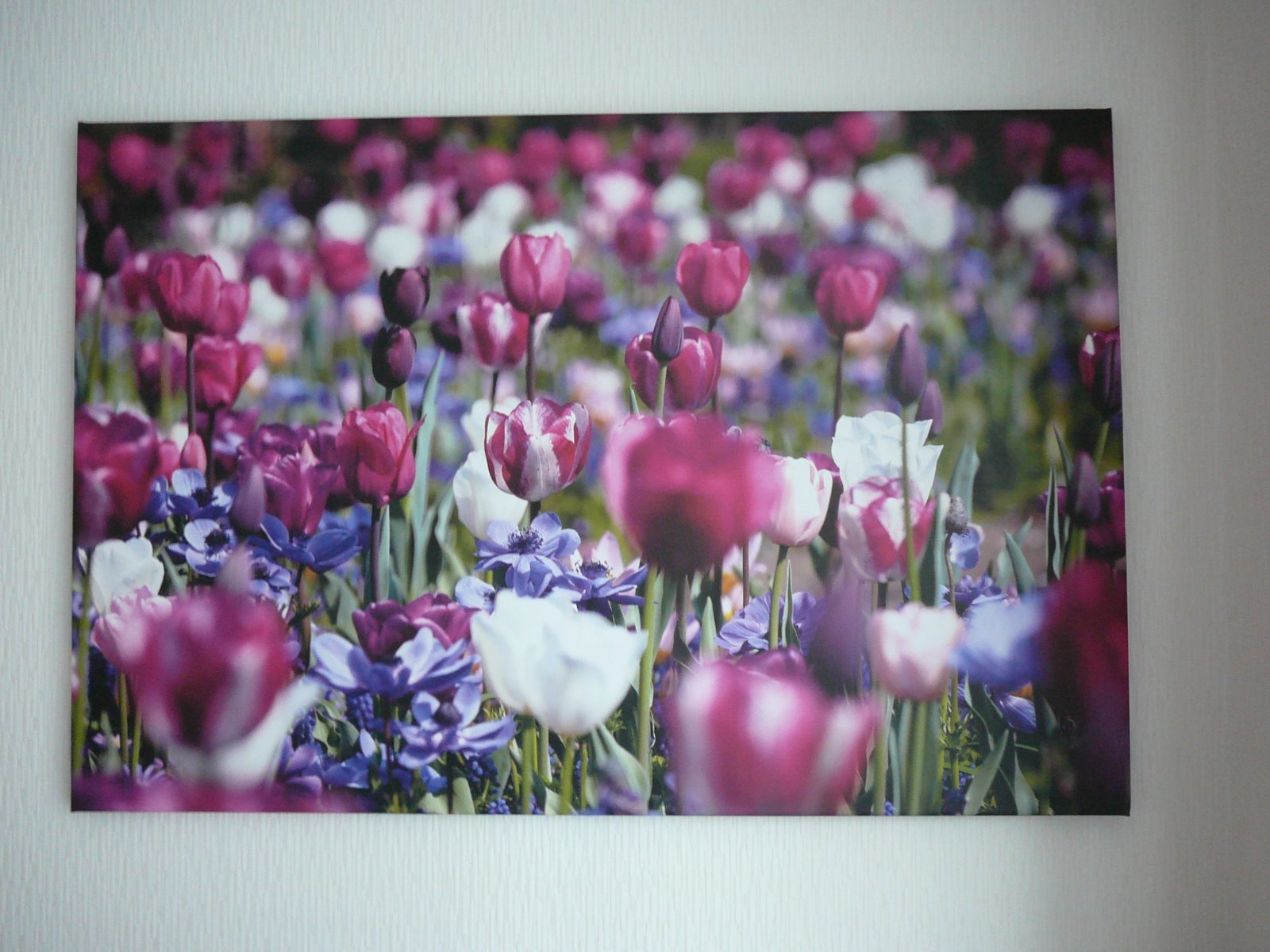 Leinwand Bild Tulpenfeld Tulpen